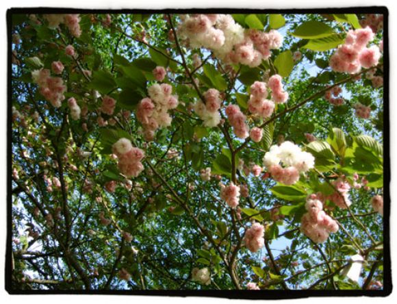Sakuras
