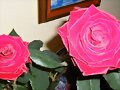 Sant Jordi&#039;07
