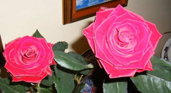 Sant Jordi'07