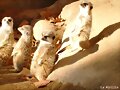 Va de animales
