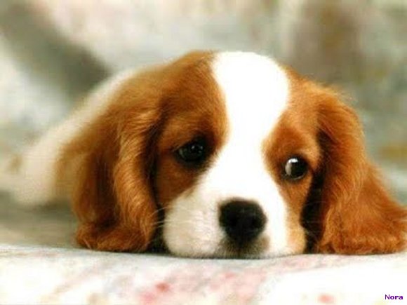 CARTA DE UN CACHORRO A SU DUEÑO