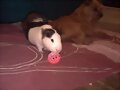 La pelotita!!