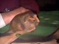 Dafne, hermanita de Odish
