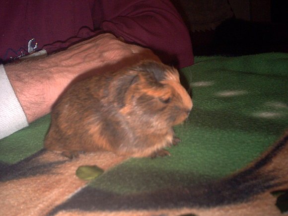 Dafne, hermanita de Odish