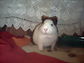 Coby
