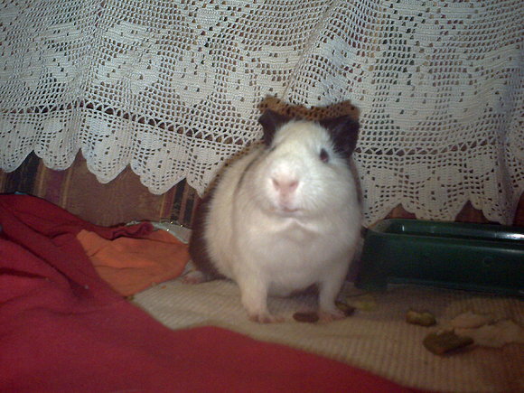 Coby