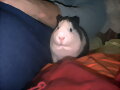 Coby es su salsa jiji