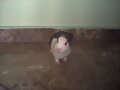 Date prisa haz la foto y dejame comer el heno yaa