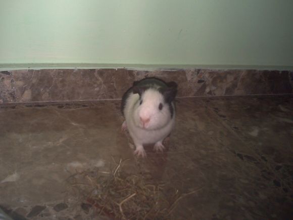 Date prisa haz la foto y dejame comer el heno yaa