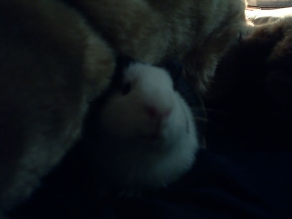 Camufladito