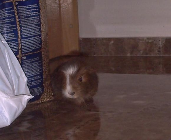 Donde estara la comida..?