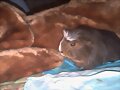 Stewie con su peluche favorito