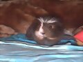 Pequerre&ntilde;in al hacechoo