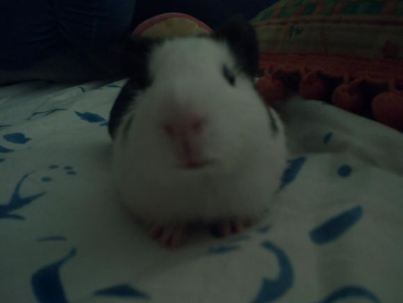 A que soy wapo??