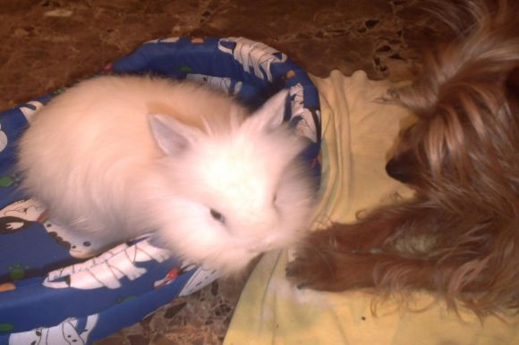Teddy y Canelita
