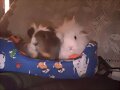 Stewie y Teddy