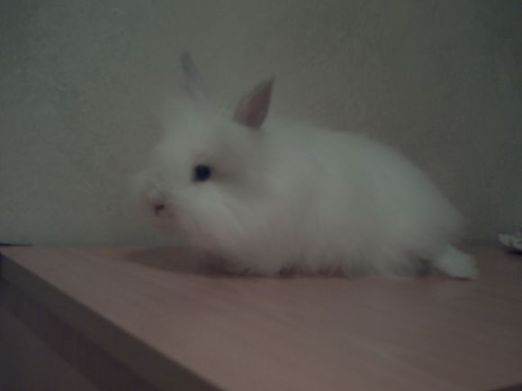 Corre corre hazme una foto!