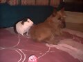 Coby y Canelita