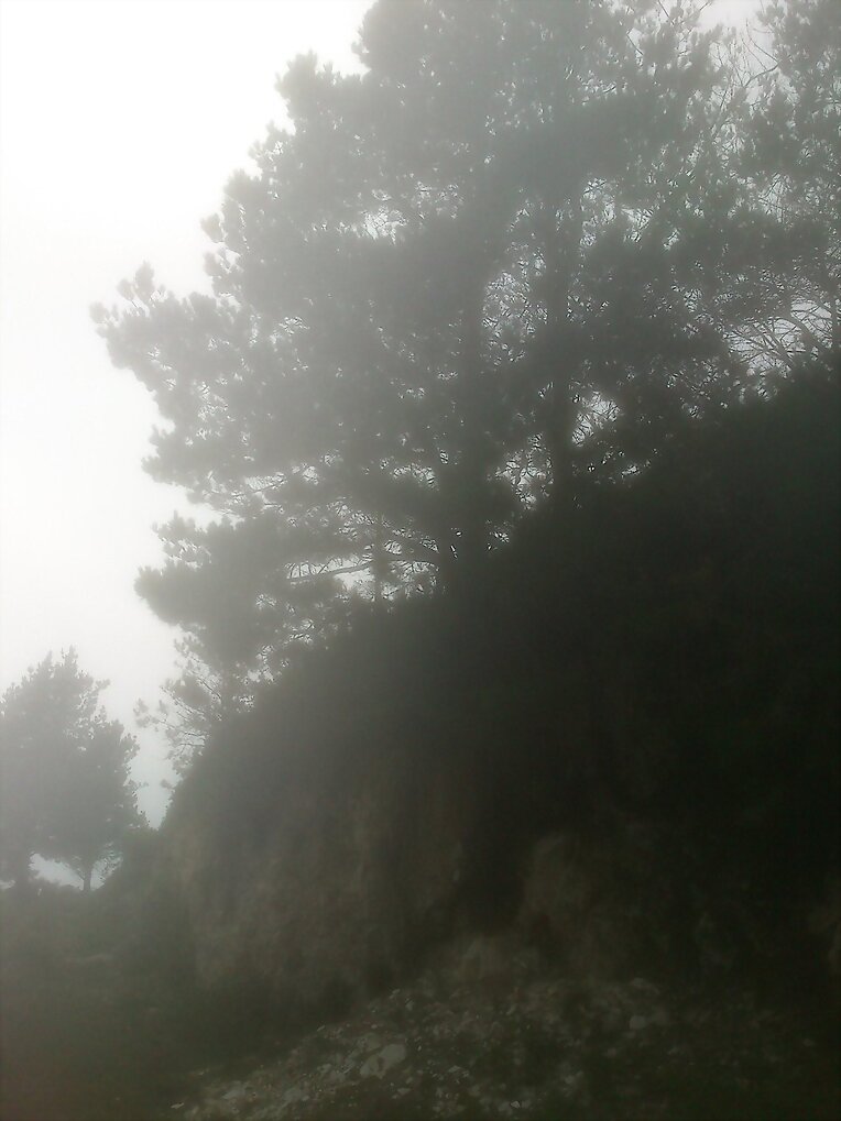Pico El Arbolín