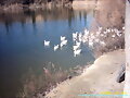 LAGO DE PATOS
