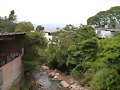 La bermeja Edo Tachira