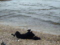 Frida en la playa