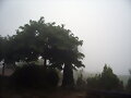 Despertar con niebla