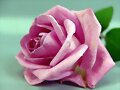 una rosa para ti