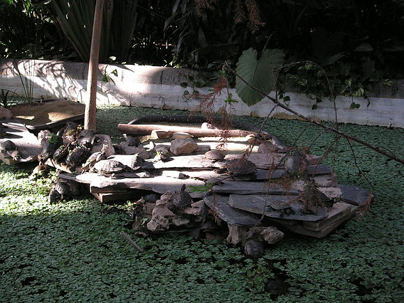 Más tortugas ........