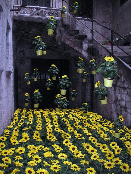 Girasoles!!!!!!!!!
