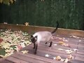 Esta era nuestra gatita........