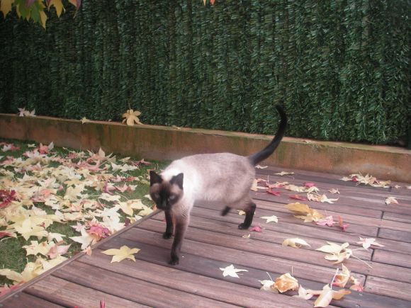 Esta era nuestra gatita........