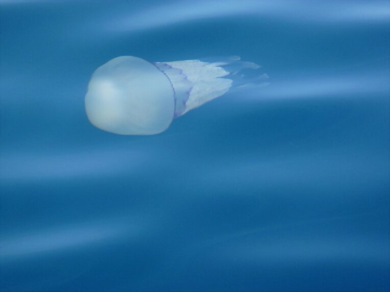 Medusas!!!
