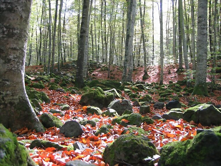 El otoño se termina...