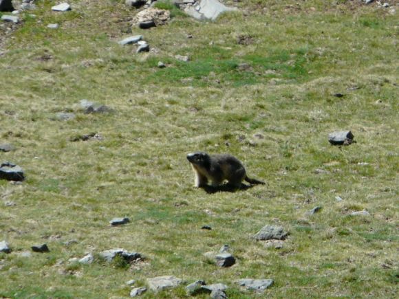 una marmota ........ parecían osos