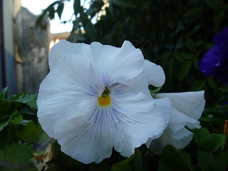 Flores...