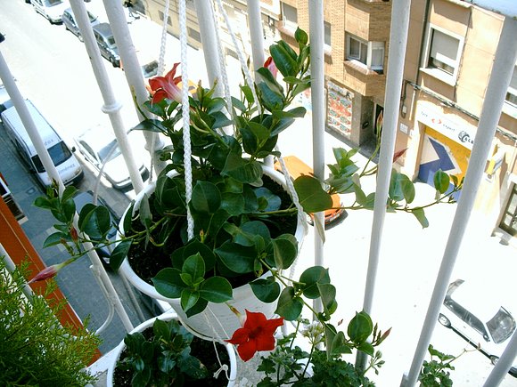 Mandevilla esta la dejo colgante