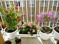 Mandevilla.Geanio hiedra y buganvilla