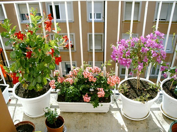 Mandevilla.Geanio hiedra y buganvilla