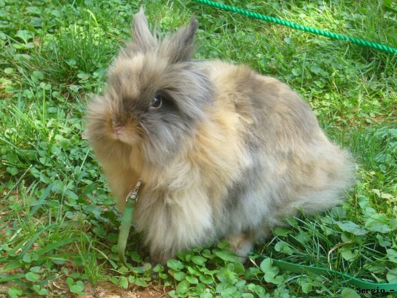 EL CONEJO DOLI