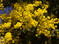 Flores de la mimosa