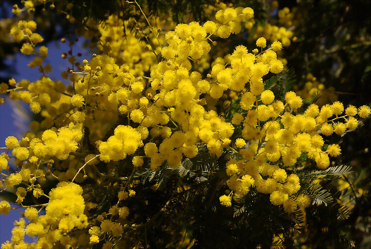 Flores de la mimosa
