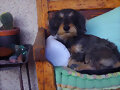Whalter