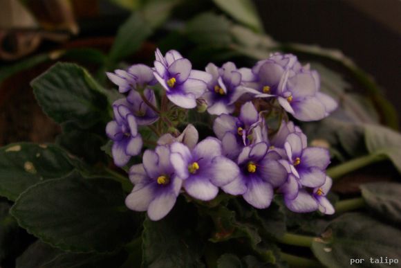 La violeta africana