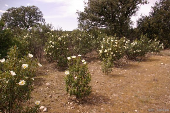 Las jaras en flor
