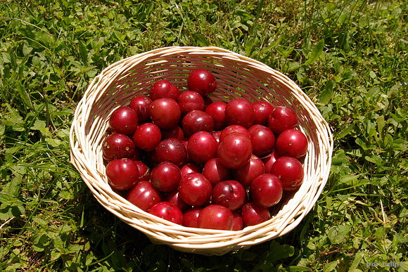 Ciruelas