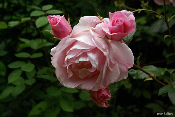 Rosas