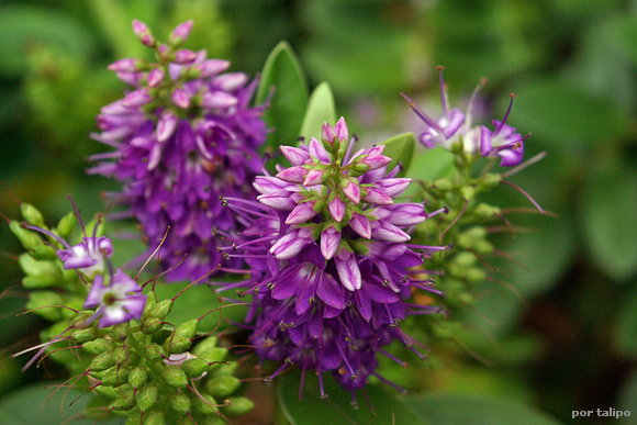 Arbol de los limpiabotellas