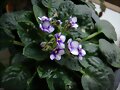 Mi violeta africana
