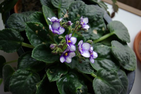 Mi violeta africana